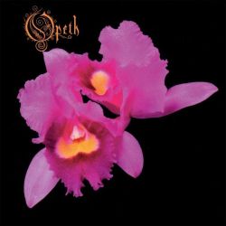 Orchid